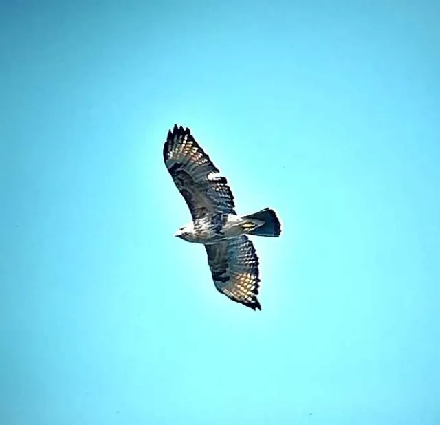 野鳥の写真