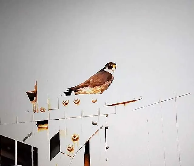 野鳥の写真