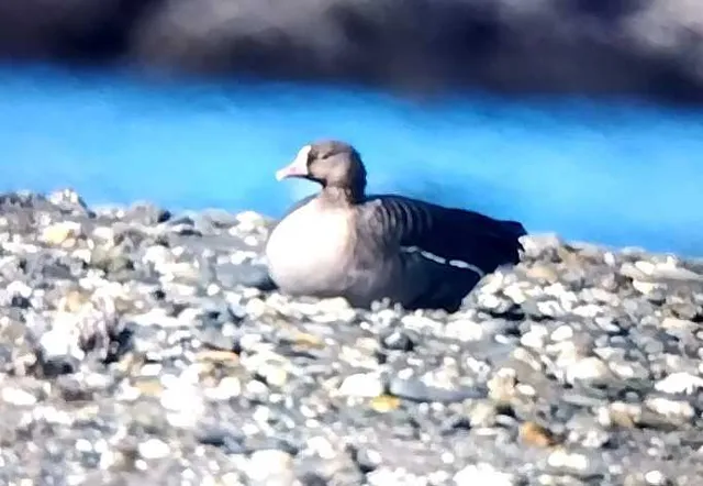 野鳥の写真
