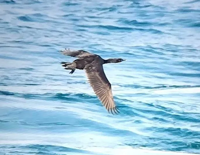 野鳥の写真