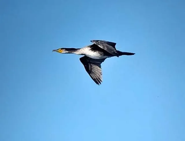 野鳥の写真
