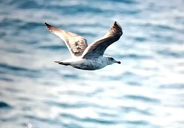 Species Image