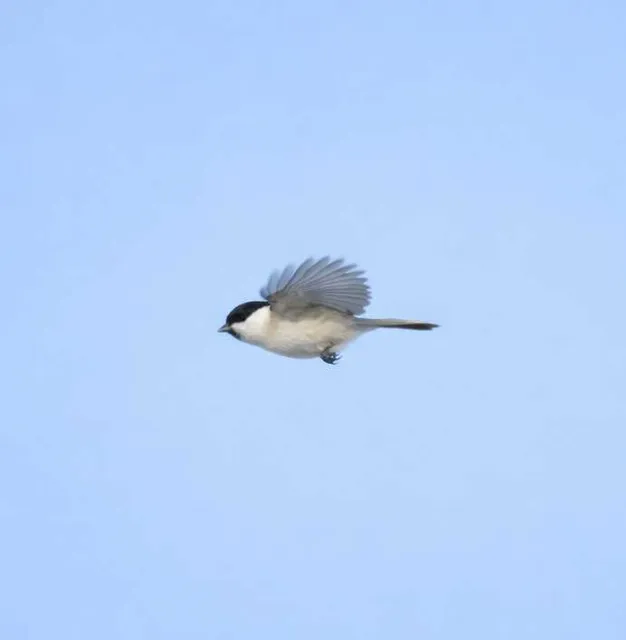 野鳥の写真