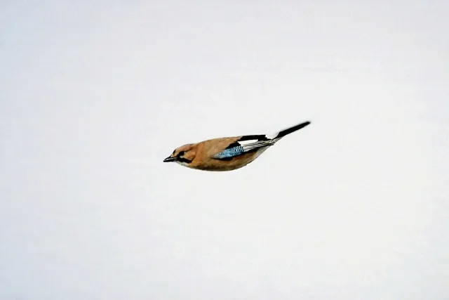 野鳥の写真