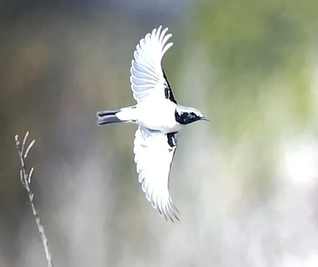野鳥の写真