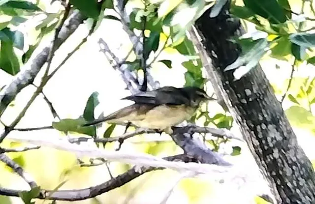 野鳥の写真
