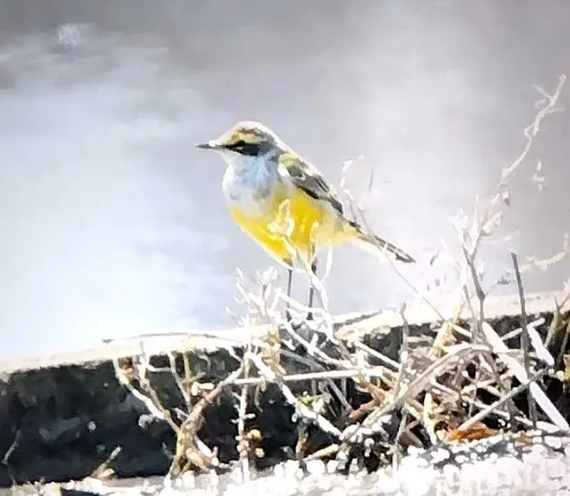 野鳥の写真