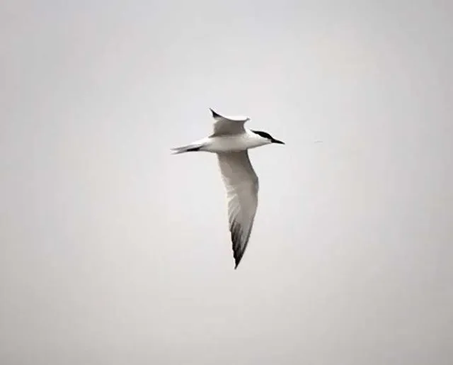 Species Image