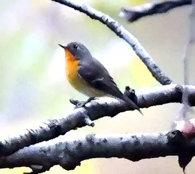野鳥の写真