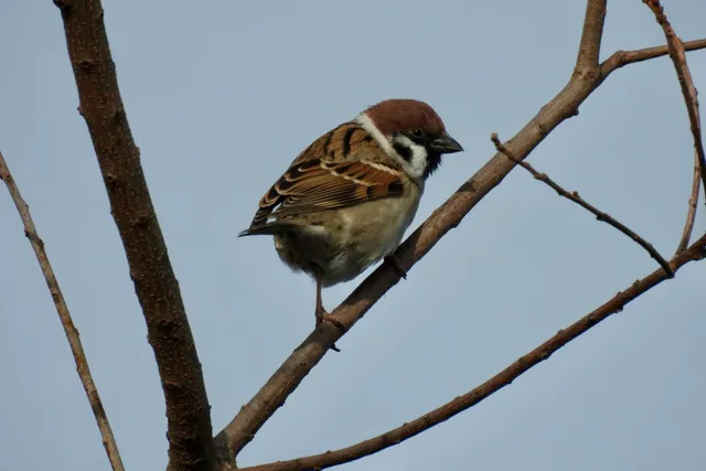Species Image