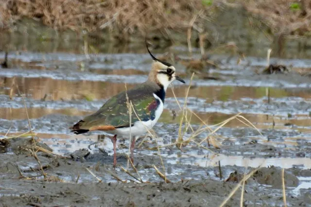 Species Image