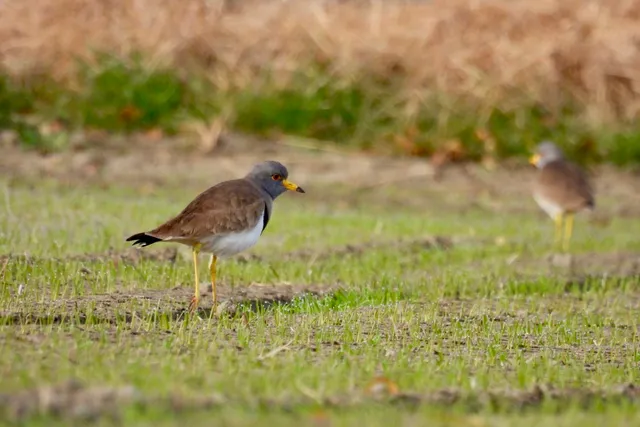 Species Image