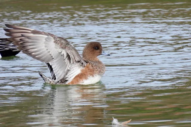 Species Image