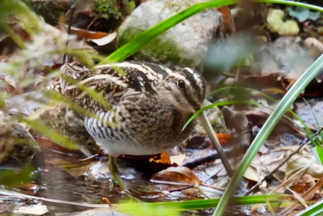 Species Image