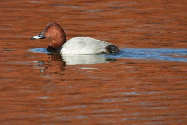 Species Image