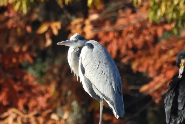Species Image
