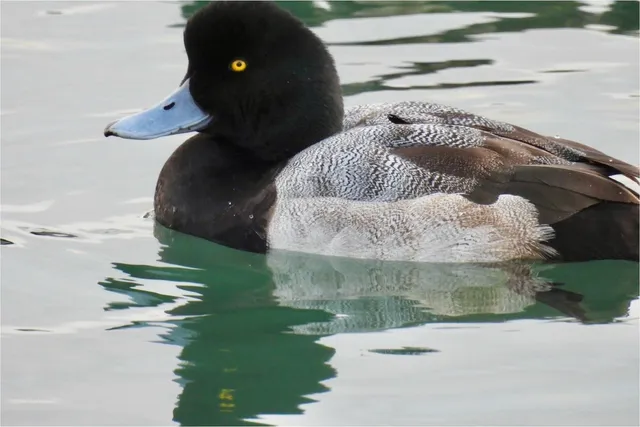 Species Image