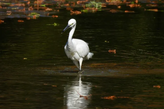 Species Image
