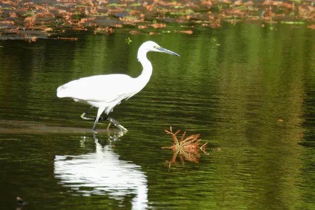 Species Image