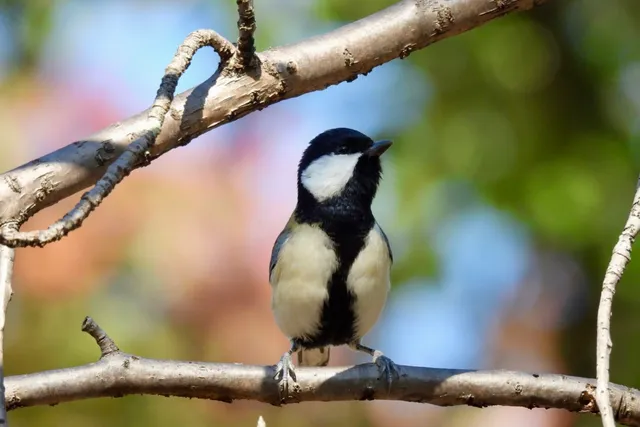 Species Image