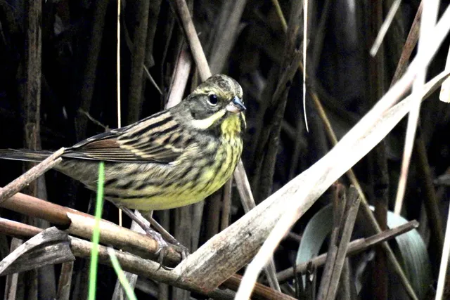 Species Image