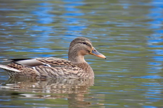Species Image
