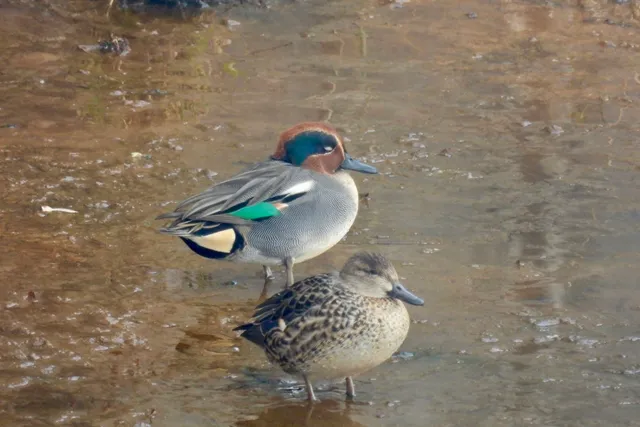 Species Image