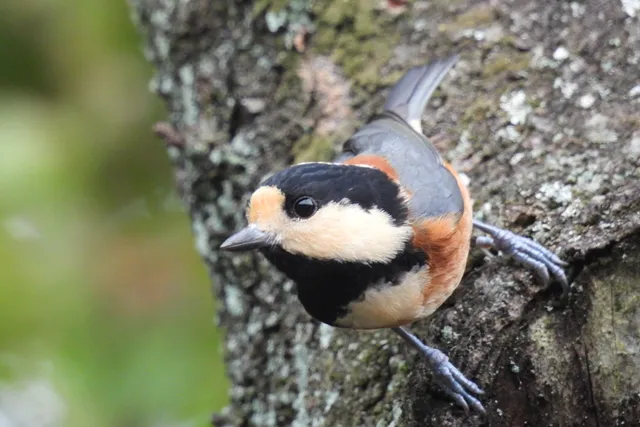 Species Image