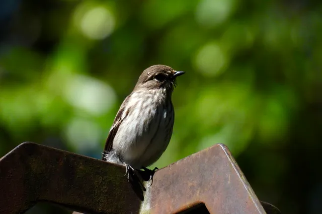 Species Image