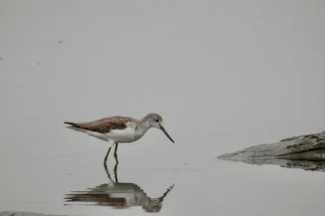 Species Image