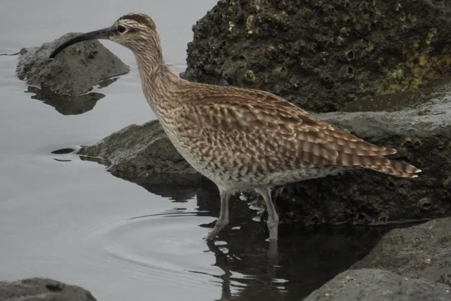 Species Image
