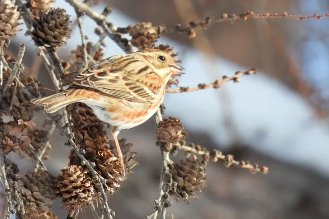 Species Image