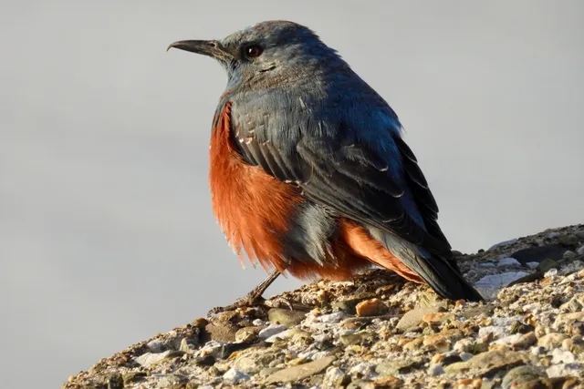 Species Image
