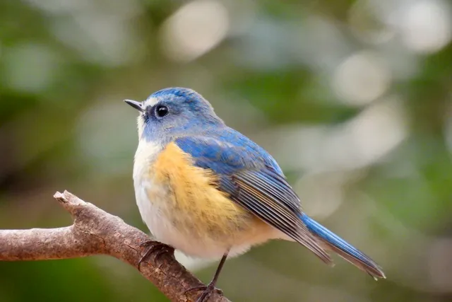 Species Image