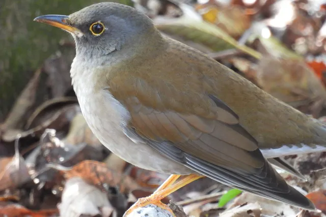 Species Image