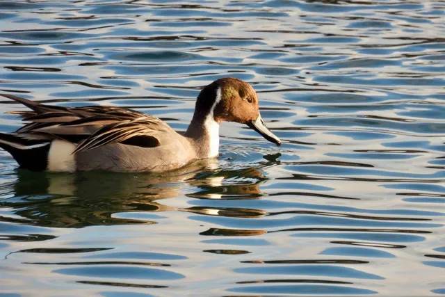 Species Image