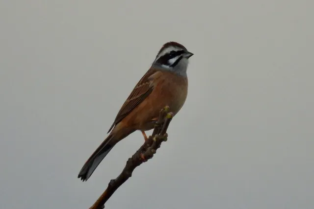 Species Image