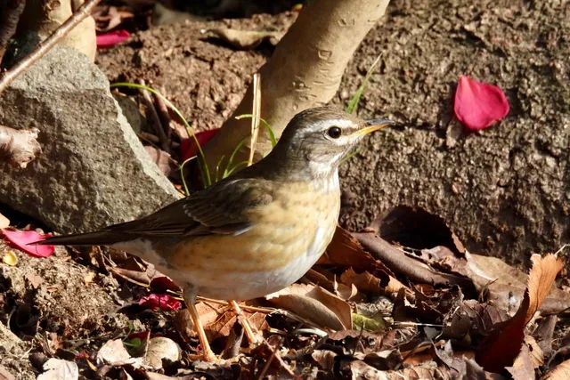 Species Image