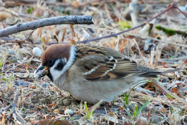 Family Image
