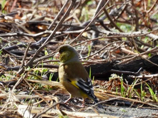 Species Image