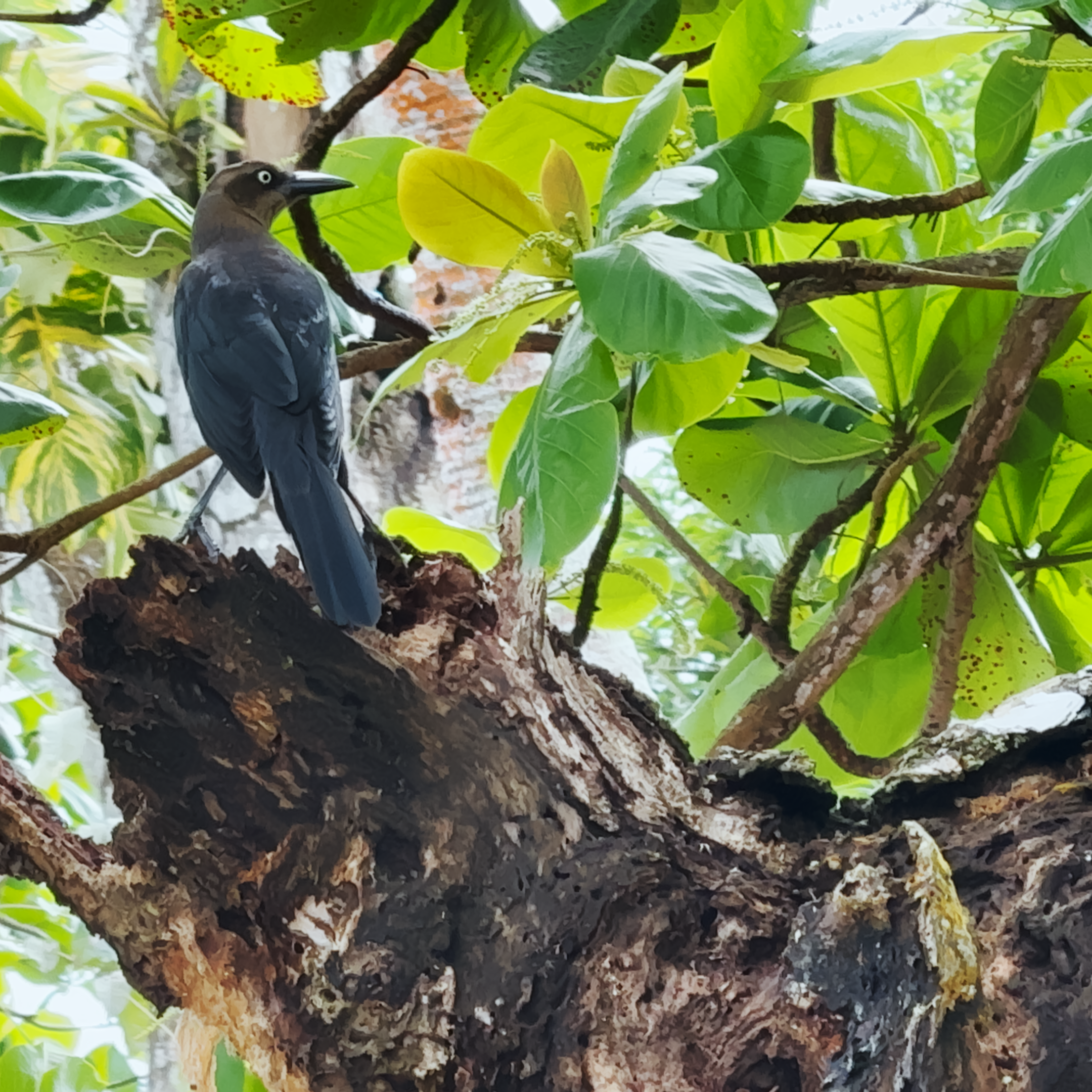 Naturaleza Capurganá 2