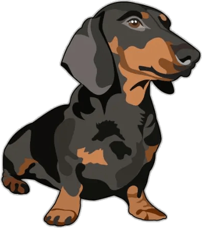 Perro salchicha image