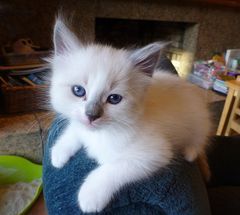 Gato Pequeño