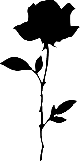Black rose image