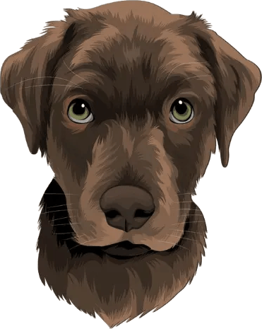 Brauner Hund image