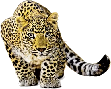Realistischer Tiger image