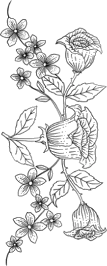 Flores lumbar image