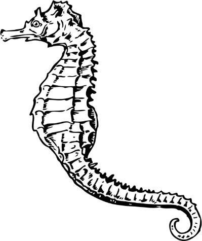 Seepferdchen image