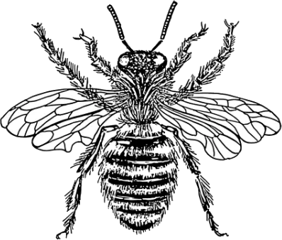 Tatuaje Abeja Detalle image