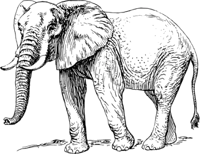 Elefant image